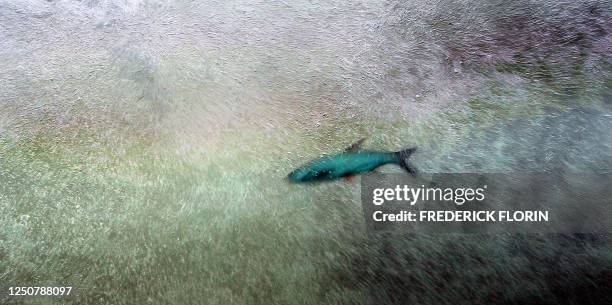 Fish is using one of the biggest European fish ladder, inaugurated 22 June 2006, at the hydroelectric dam of the eastern French town of Gambsheim....