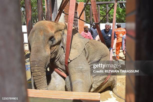 Team of veterinarians and wildlife experts from Four Paws International, examine elephant Noor Jehan during her medical assessment at the Karachi Zoo...