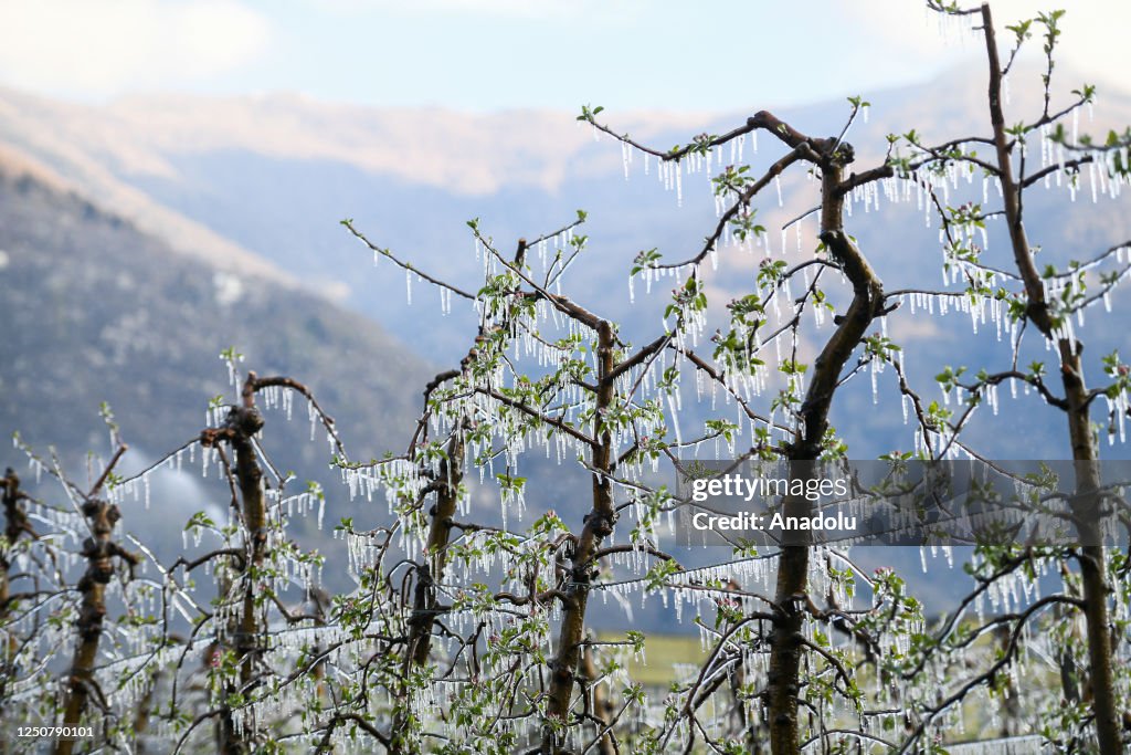 Crops are protected with ice from late frosts as polar air arrives in Italy