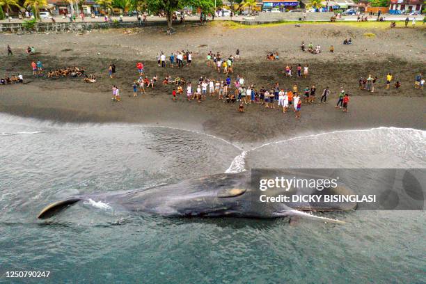 This aerial picture shows villagers looking at a dead sperm whale that stranded at Yeh Malet beach, in Klungkung, on April 5, 2023.