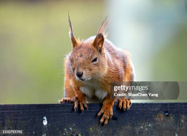 squirrel baby playing on wooden fence - spring finland stock pictures, royalty-free photos & images