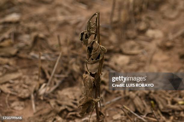 Soy plant affected by drought and high temperatures is seen in a field in Baradero, Buenos Aires province, Argentina, on March 30, 2023. - Short of...