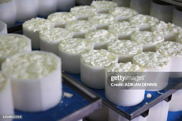Curds are left to settle in moulds to make Tunworth cheese in the production room at the Hampshire Cheese Company near Basingstoke in Hampshire south...