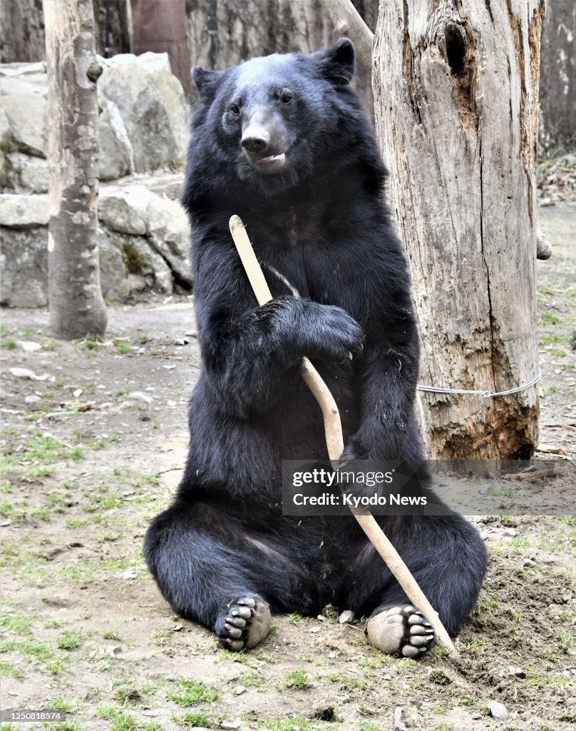 Asian black bear