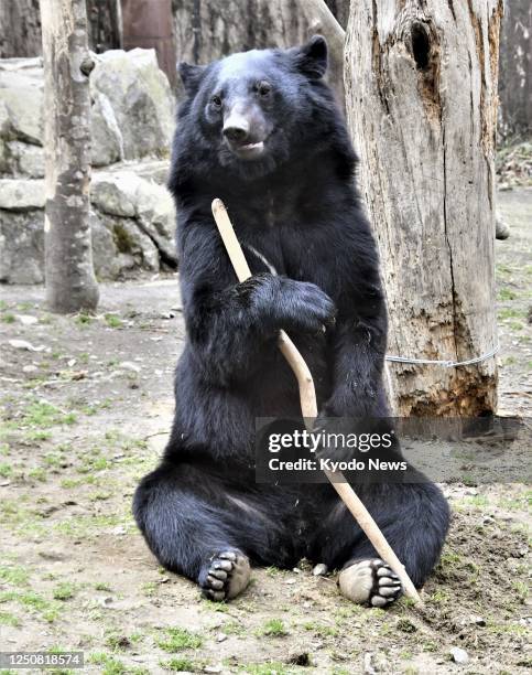 Undated photo shows an Asian black bear at Yagiyama Zoological Park in Sendai, Miyagi Prefecture, northeastern Japan.