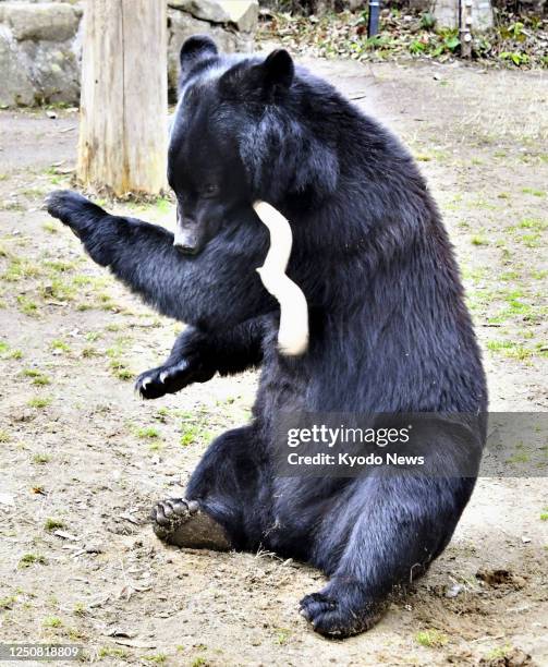 Undated photo shows an Asian black bear at Yagiyama Zoological Park in Sendai, Miyagi Prefecture, northeastern Japan.