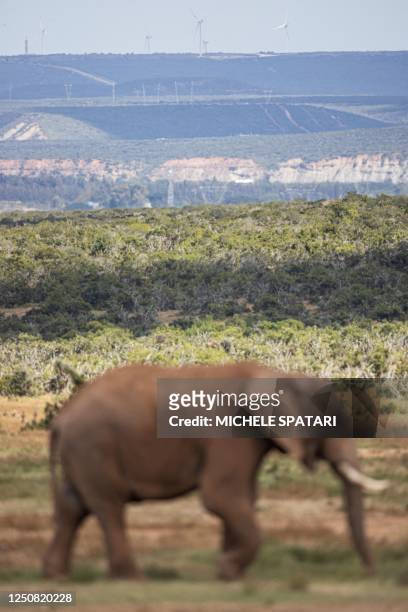 An elephant is seen in Addo Elephant National Park on April 4, 2023 as wind turbines from the Grassridge Wind Farm are seen in the backgroud. - Plans...
