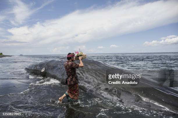 Balinese Hindu carries offerings before the evacuation process of the carcass of stranded sperm whale in Yeh Malet Beach, Karangasem, Bali, Indonesia...