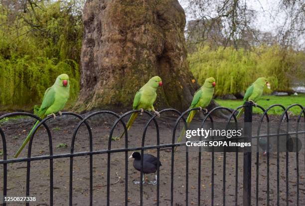 Rose Ringed Parakeets Photos and Premium High Res Pictures - Getty Images