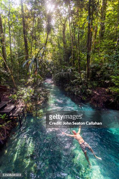 indonesia, forest stream - raja ampat islands 個照片及圖片檔