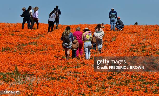 People visit the Antelope Valley California Poppy Reserve in Lancaster, California, to view the flowers blooming on April 6, 2023. - California's...