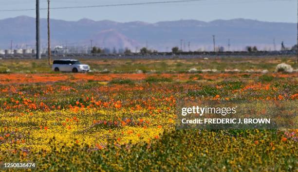 Wildflowers blooming near the Antelope Valley California Poppy Reserve in Lancaster, California, on April 6, 2023. - California's biologically...