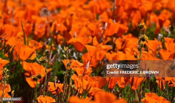 California Poppies blooming at the Antelope Valley California Poppy Reserve in Lancaster, California, on April 6, 2023. - California's biologically...