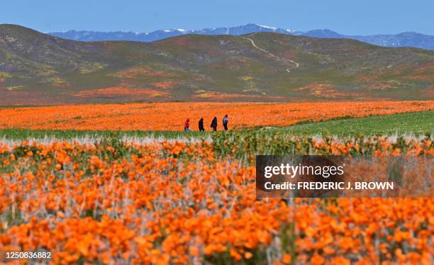 People visit the Antelope Valley California Poppy Reserve in Lancaster, California, to view the flowers blooming on April 6, 2023. - California's...