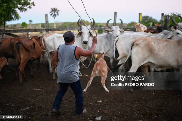 Local herds cattle to draw blood for zoonoses prevention studies at a ranch in El Corral community in Tzucacab, Yucatan state, Mexico on March 29,...