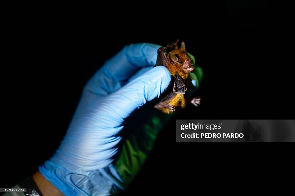 MEXICO-ENVIRONMENT-HEALTH-PANDEMIC-RESEARCH-ZOONOSES