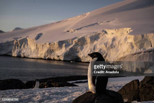 Adelie Penguins are seen as Turkish scientists conduct fieldwork on Horseshoe Island within 7th National Antarctic Science Expedition under the...