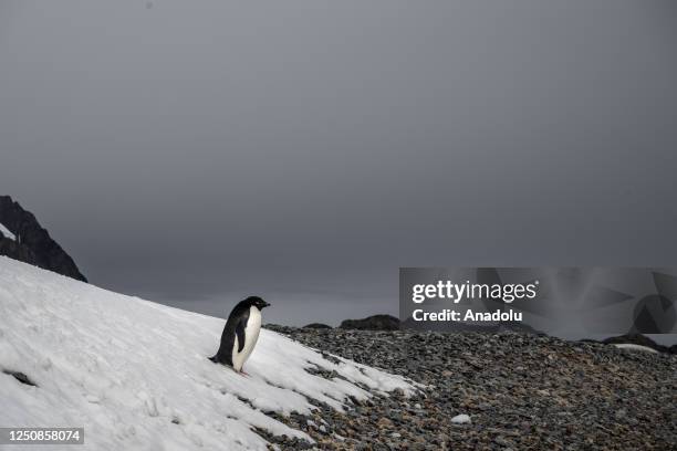 Adelie Penguins are seen as Turkish scientists conduct fieldwork on Horseshoe Island within 7th National Antarctic Science Expedition under the...