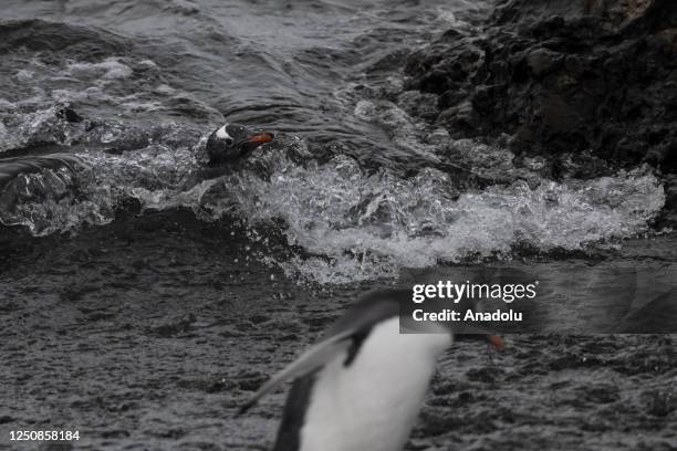 Gentoo penguins are seen on Ardley Island, one of the 72 special protected areas called "ASPA " as Turkish scientists conduct fieldwork in Antarctica...