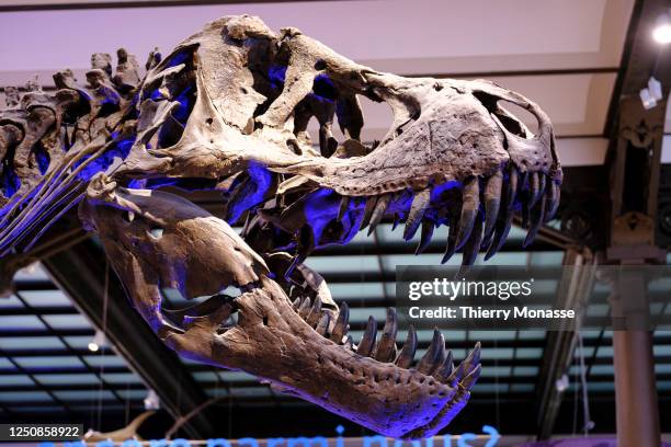 The skeleton of a Tyrannosaurus rex is seen in the Dinosaur Gallery of the Royal Belgium Institute of Natural Sciences on April 7, 2023 in Brussels,...