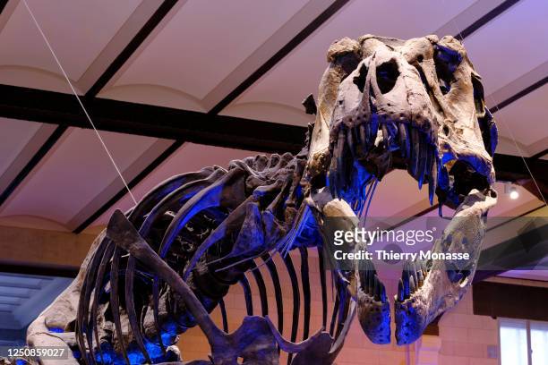 The skeleton of a Tyrannosaurus rex is seen in the Dinosaur Gallery of the Royal Belgium Institute of Natural Sciences on April 7, 2023 in Brussels,...