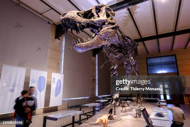 The skeleton of a Tyrannosaurus rex is seen in the Dinosaur Gallery of the Royal Belgium Institute of Natural Sciences on April 7, 2023 in Brussels,...