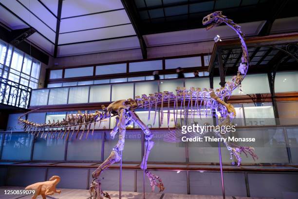 The skeleton of a plateosaurus is seen in the Dinosaur Gallery of the Royal Belgium Institute of Natural Sciences on April 7, 2023 in Brussels,...