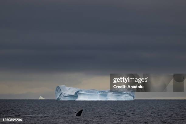 Humpback whales are seen at Gerlache Strait as Turkish scientists conduct fieldwork on Horseshoe Island within 7th National Antarctic Science...