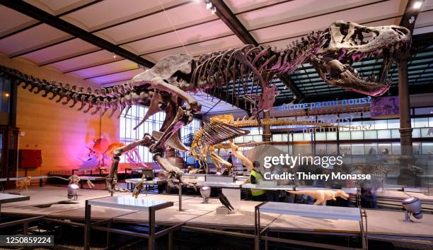 The skeleton of a Tyrannosaurus rex is seen in the Dinosaur Gallery of the Royal Belgium Institute of Natural Sciences on April 7, 2023 in Brussels,...