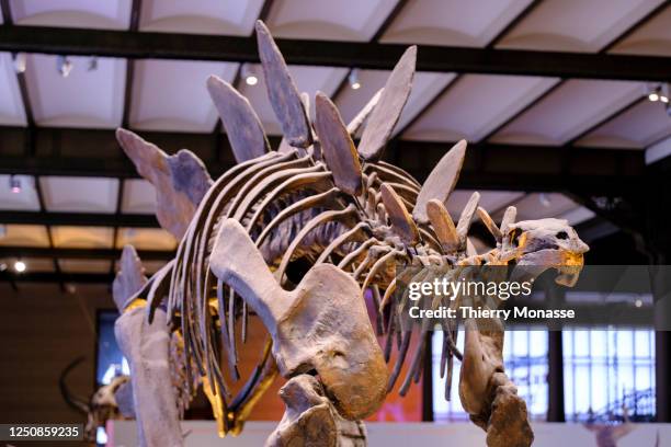 The skeleton of a Stegosaurus is seen in the Dinosaur Gallery of the Royal Belgium Institute of Natural Sciences on April 7, 2023 in Brussels,...