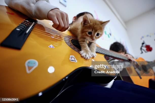 Kitten of the cat named "Caramel" adopted from the street, plays at Duzce Youth Center on April 07, 2023 in Duzce, Turkiye. The cat, who was adopted...