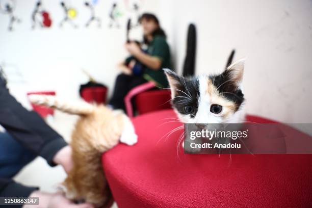 Kitten of the cat named "Caramel" adopted from the street, plays at Duzce Youth Center on April 07, 2023 in Duzce, Turkiye. The cat, who was adopted...