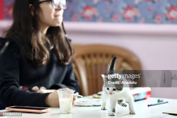 Kitten of the cat named "Caramel" adopted from the street, plays at Duzce Youth Center on April 07, 2023 in Duzce, Turkiye. The cat, who was adopted...