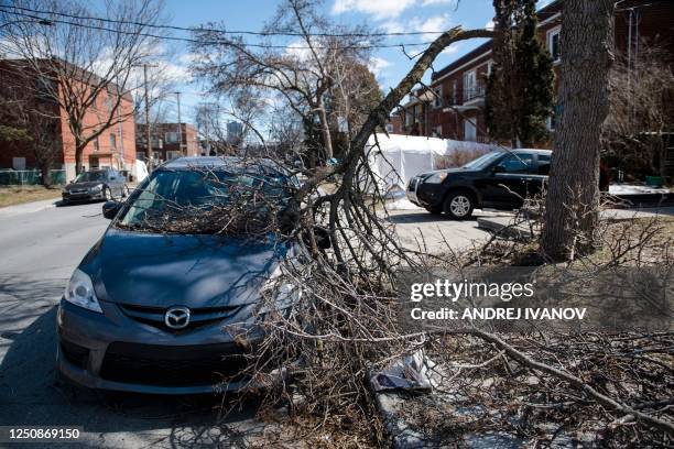 Car damaged by a fallen branch is seen on April 07 in Montreal, Canada after freezing rain hit parts of Quebec and Ontario on April 5. - Hydro Quebec...