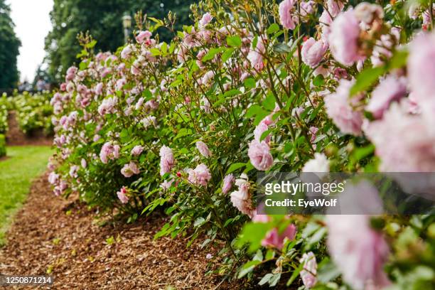 low angle close up of pink roses at the rose garden in portland oregon. - roseto foto e immagini stock