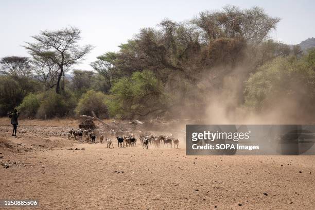 Shepherds leading their herds in search of pastures in Turkana. Climate change in East Africa is causing the worst drought in its history. It has not...