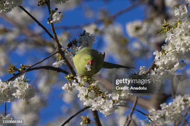 Psittacula Eupatria feeds on the flowers of a blossoming tree with the arrival of spring in London, United Kingdom on April 07, 2023.