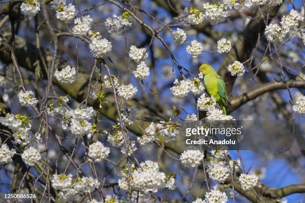 Psittacula Eupatria feeds on the flower of a blossoming tree with the arrival of spring in London, United Kingdom on April 07, 2023.