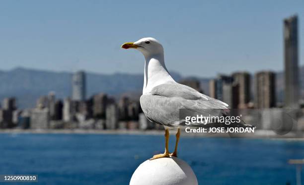 Seagull stands on a bollard with Benidorm's skyline in the background, on April 8, 2023. - The hotel occupancy rate in the seaside resort of Benidorm...