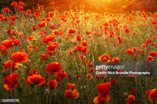 poppy power - armistice day fotografías e imágenes de stock