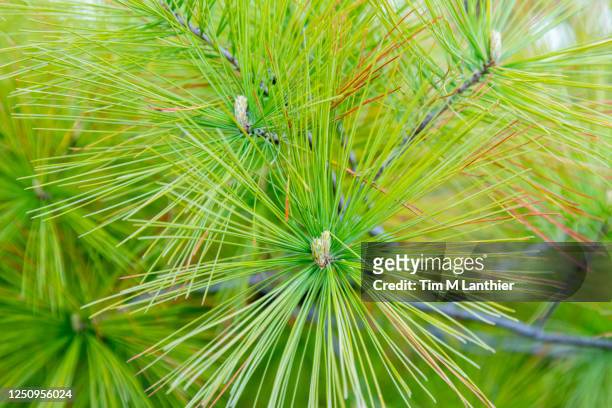 pine needles - eastern white pine stock pictures, royalty-free photos & images
