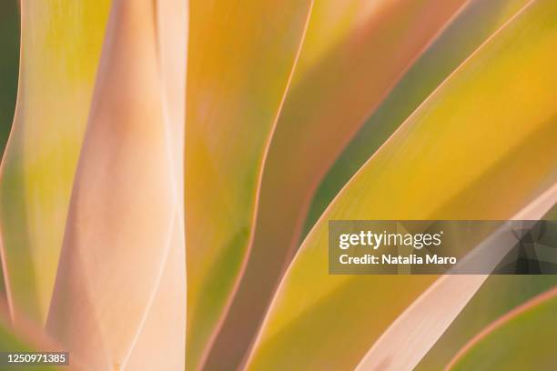 close up shot at an agave plant leaves. abstract background. - aloe plant stockfoto's en -beelden