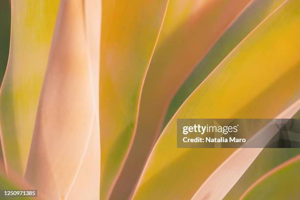 close up shot at an agave plant leaves. abstract background. - nature symmetry stock pictures, royalty-free photos & images