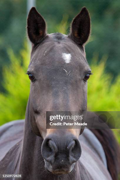 portrait of a polo pony - cheval de face photos et images de collection