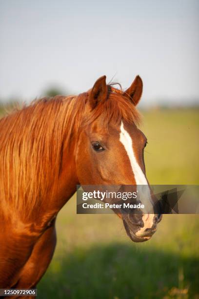 portrait of a chestnut arab mare - sorrel stock pictures, royalty-free photos & images