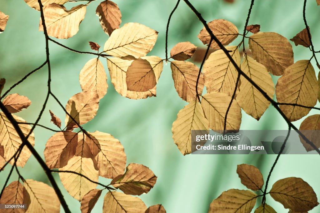 Autumn leaves