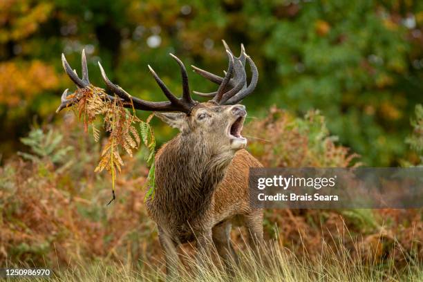 red deer (cervus elaphus) during the rut season. - roaring stock pictures, royalty-free photos & images