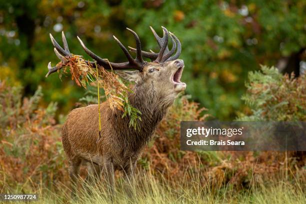 red deer (cervus elaphus) during the rut season. - brunst stock-fotos und bilder