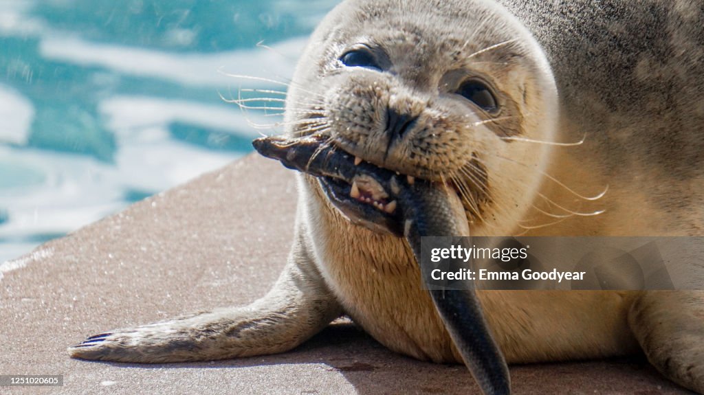Myse Fish My Fish High-Res Stock Photo - Getty Images