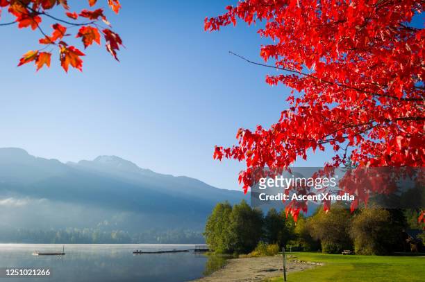 view of alta lake in autumn - maple tree stock pictures, royalty-free photos & images